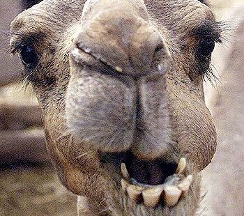 cammello cervia milano marittima