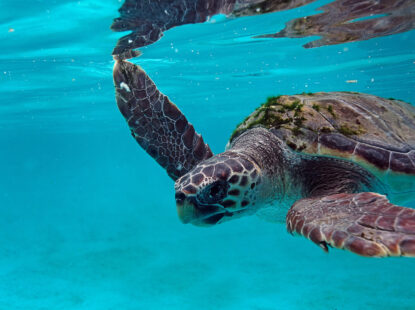 tartaruga marina